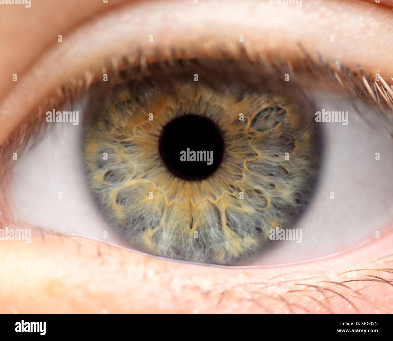 Foto macro di occhio umano, iris, alunno, ciglia, palpebre. Foto Stock