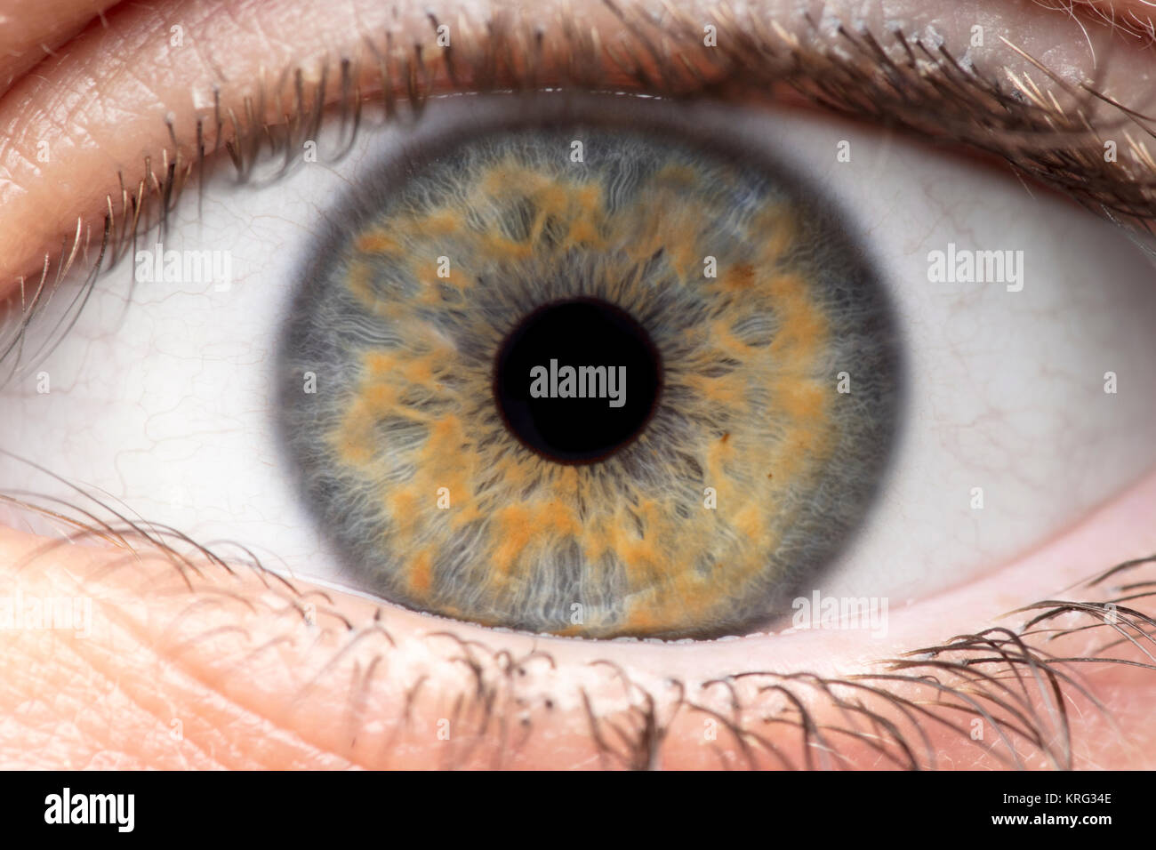 Foto macro di occhio umano, iris, alunno, ciglia, palpebre. Foto Stock