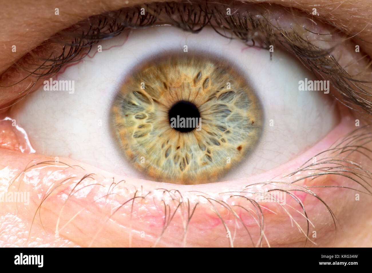 Foto macro di occhio umano, iris, alunno, ciglia, palpebre. Foto Stock