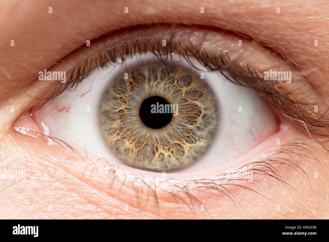 Foto macro di occhio umano, iris, alunno, ciglia, palpebre. Foto Stock