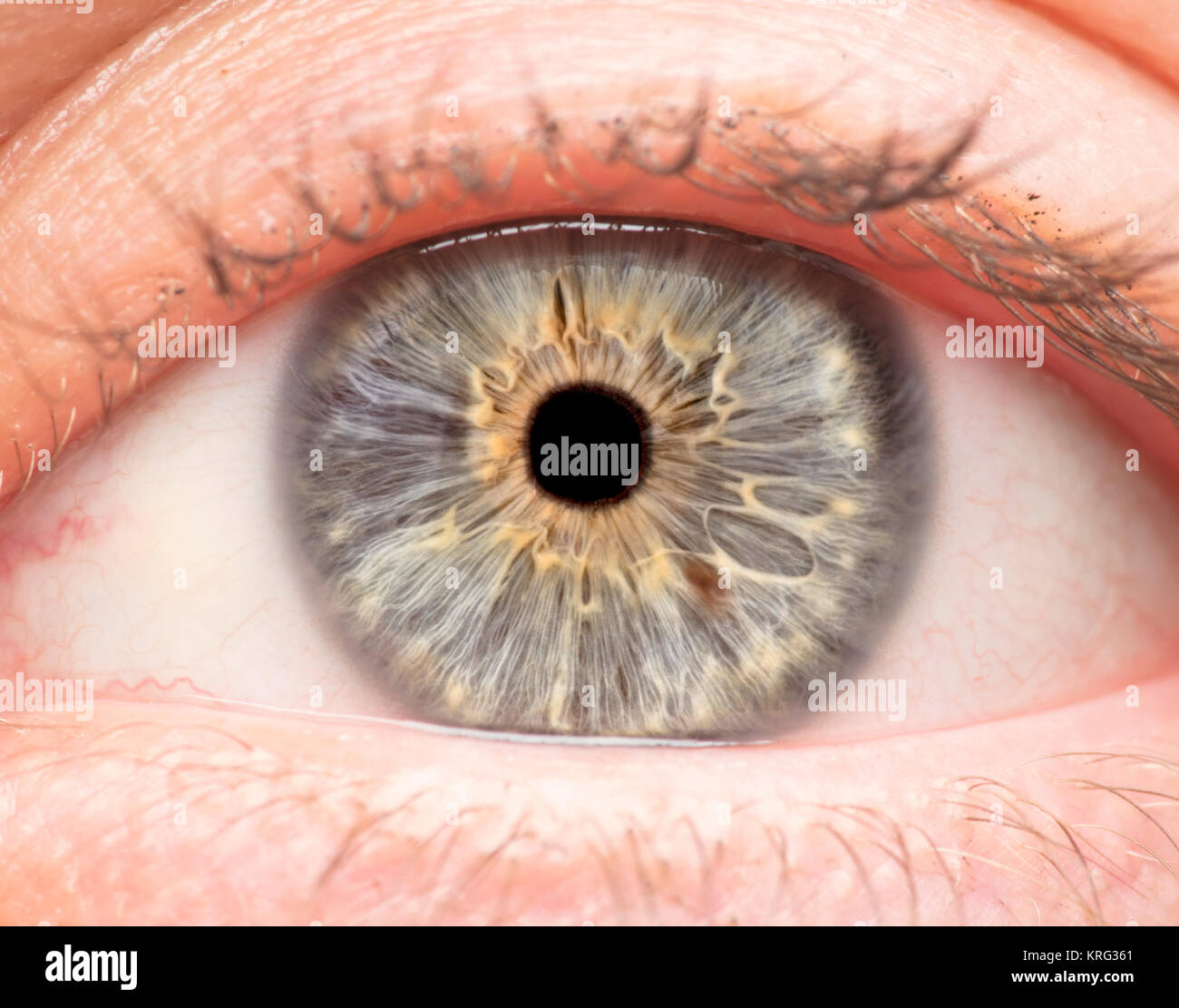 Foto macro di occhio umano, iris, alunno, ciglia, palpebre. Foto Stock