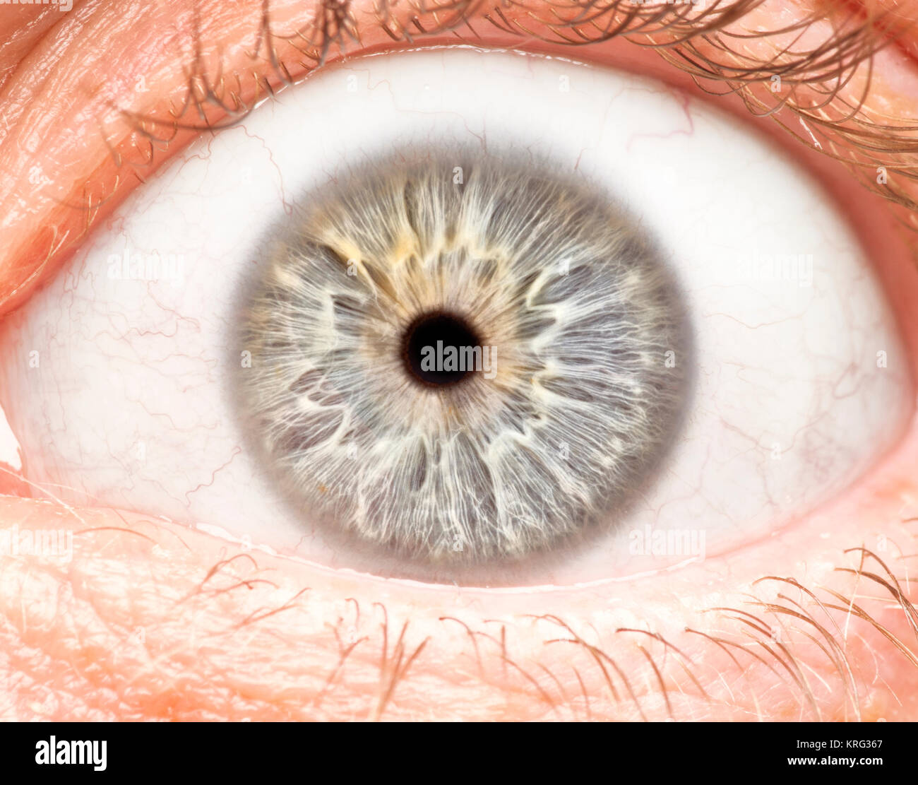 Foto macro di occhio umano, iris, alunno, ciglia, palpebre. Foto Stock