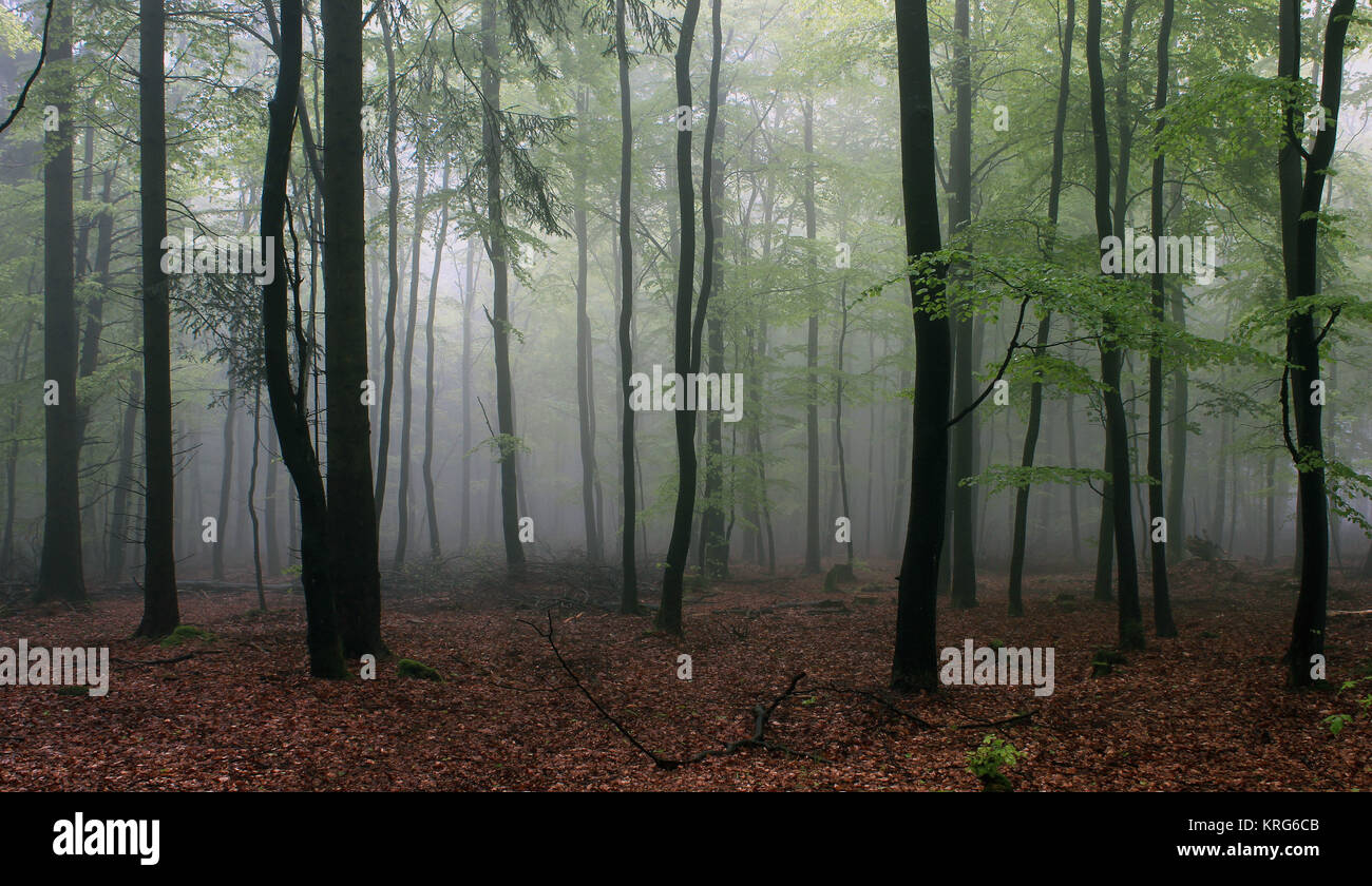 Frühlings-Buchenwald im Nebel, auf dem Stimm Stamm, 542m, bei Meschede, Hochsauerlandkreis Foto Stock