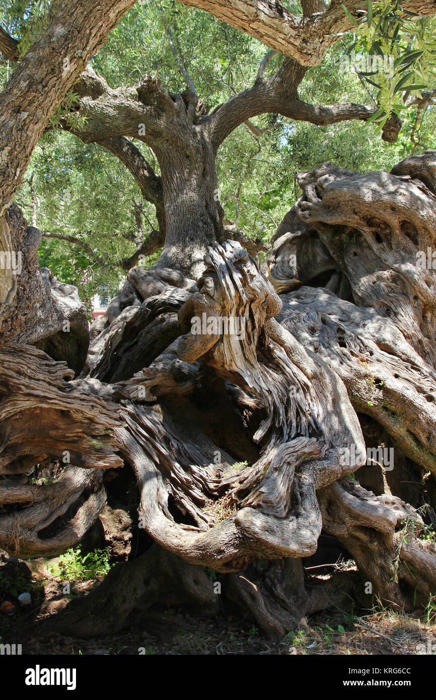 In Olivenbaum eso Hora, Insel Zante, Griechenland, geschätzte 2000 Jahre alt, wohl einer der ältesten Olivenbäume weltweit. Blick auf den Stamm, welcher sich in tausend Jahren einmal teilen soll, dieser Baum ist bereits dreistämmig geworden. Frühlings-Buchenwald im Nebel, auf dem Stimm Stamm, 542m, bei Meschede, Hochsauerlandkreis Foto Stock