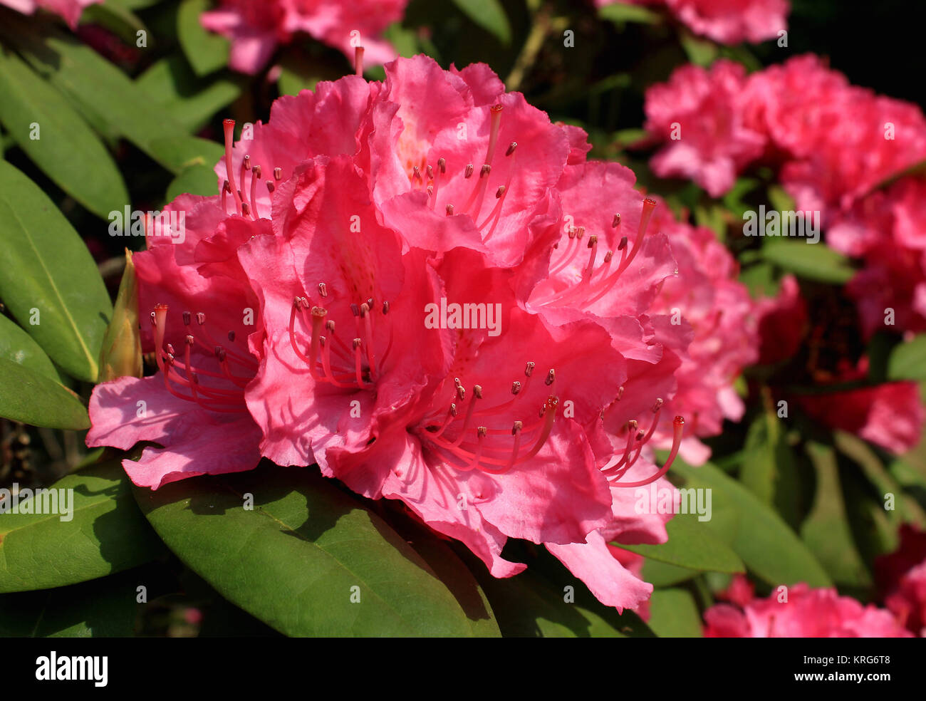 Rhododendron mit rosa BlÃ¼ten Foto Stock