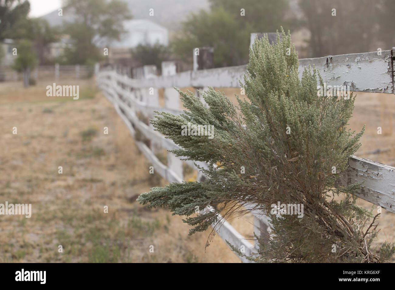 Ranch di bestiame in high desert Nevada. Foto Stock