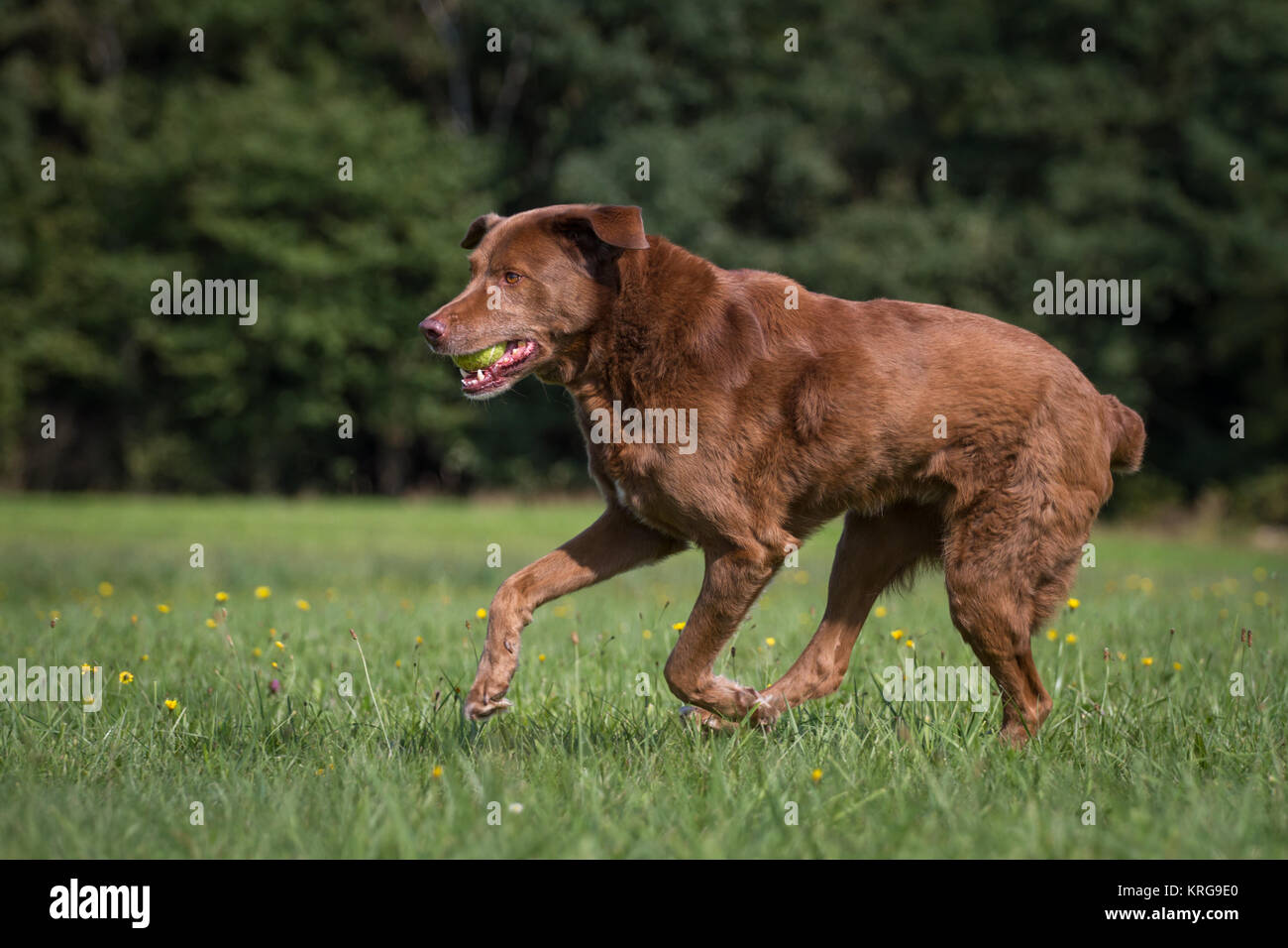 Chesapeake Bay Retriever cane senior mix Foto Stock