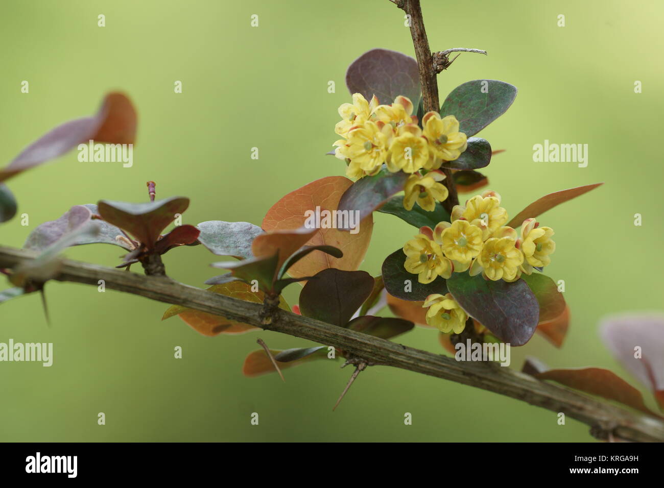 Berberis thunbergii Atropurpurea "" Foto Stock