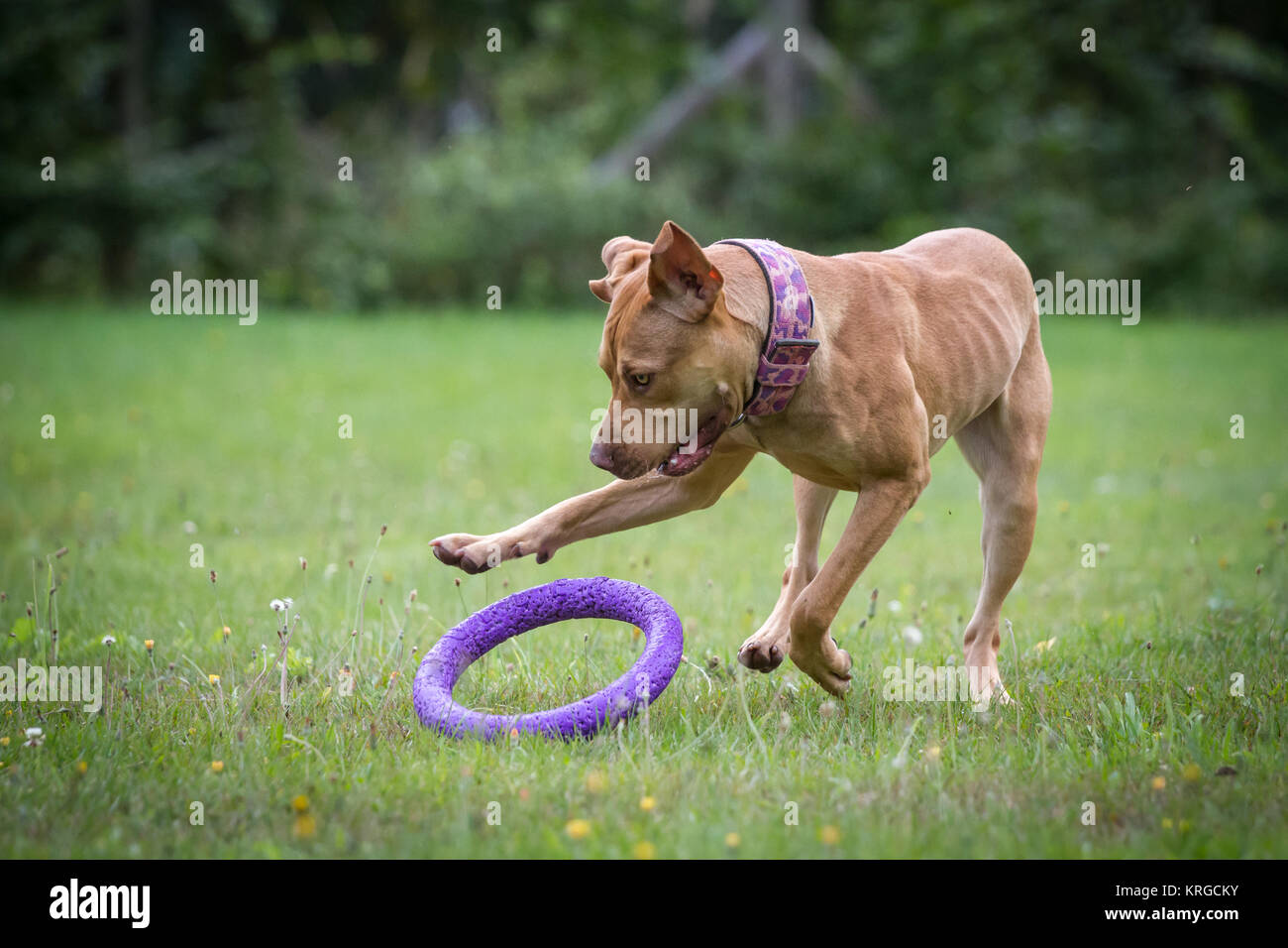 Buca di lavoro Bulldog giocando con estrattore giocattolo sul prato verde Foto Stock