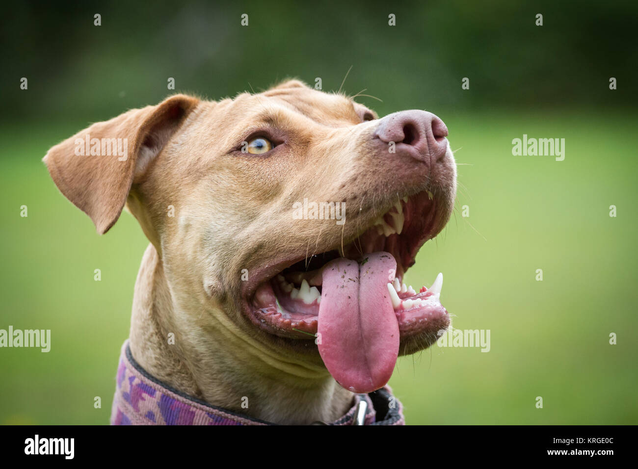 L'American Pit Bull Terrier cane ritratto femminile Foto Stock