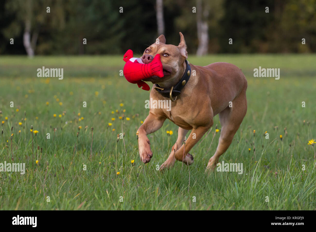 Buca di lavoro Bulldog giocando con red giocattolo sul prato verde Foto Stock