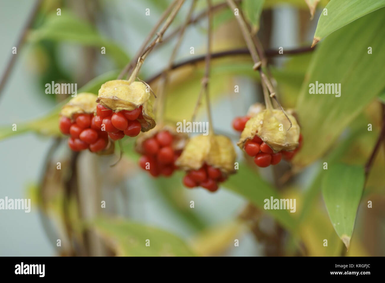 Bomarea edulis Foto Stock