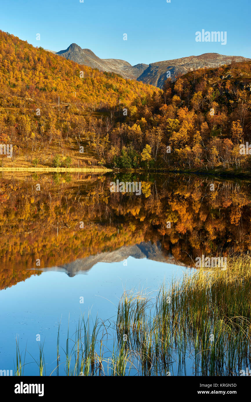 In autunno gli alberi si riflette nel lago, Senja, Berg, Troms, Norvegia Foto Stock