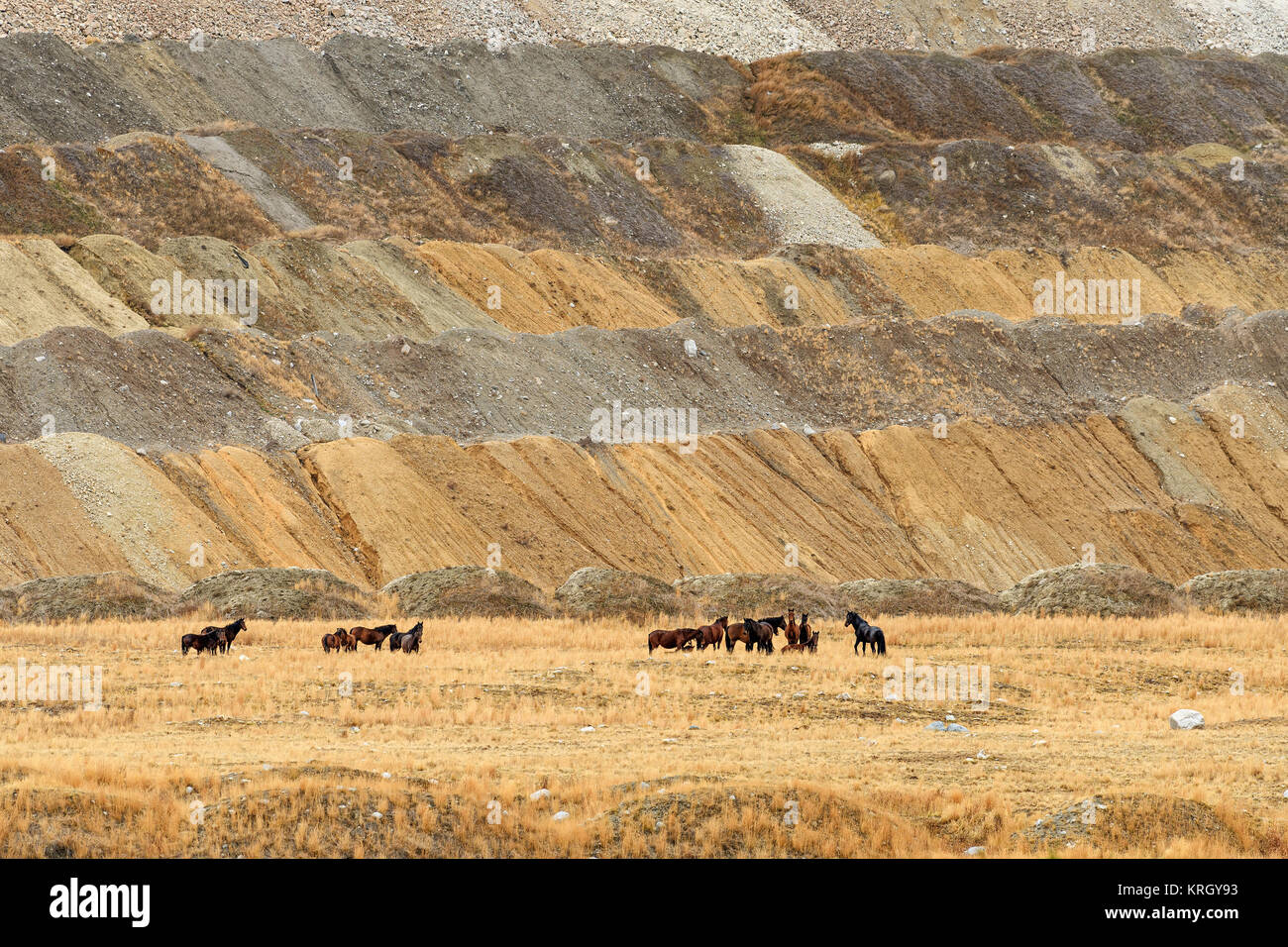 Allevamento di Free-Roaming selvaggi cavalli selvatici in Highland Valley, Thompson-Nicola distretto regionale, British Columbia, Canada Foto Stock