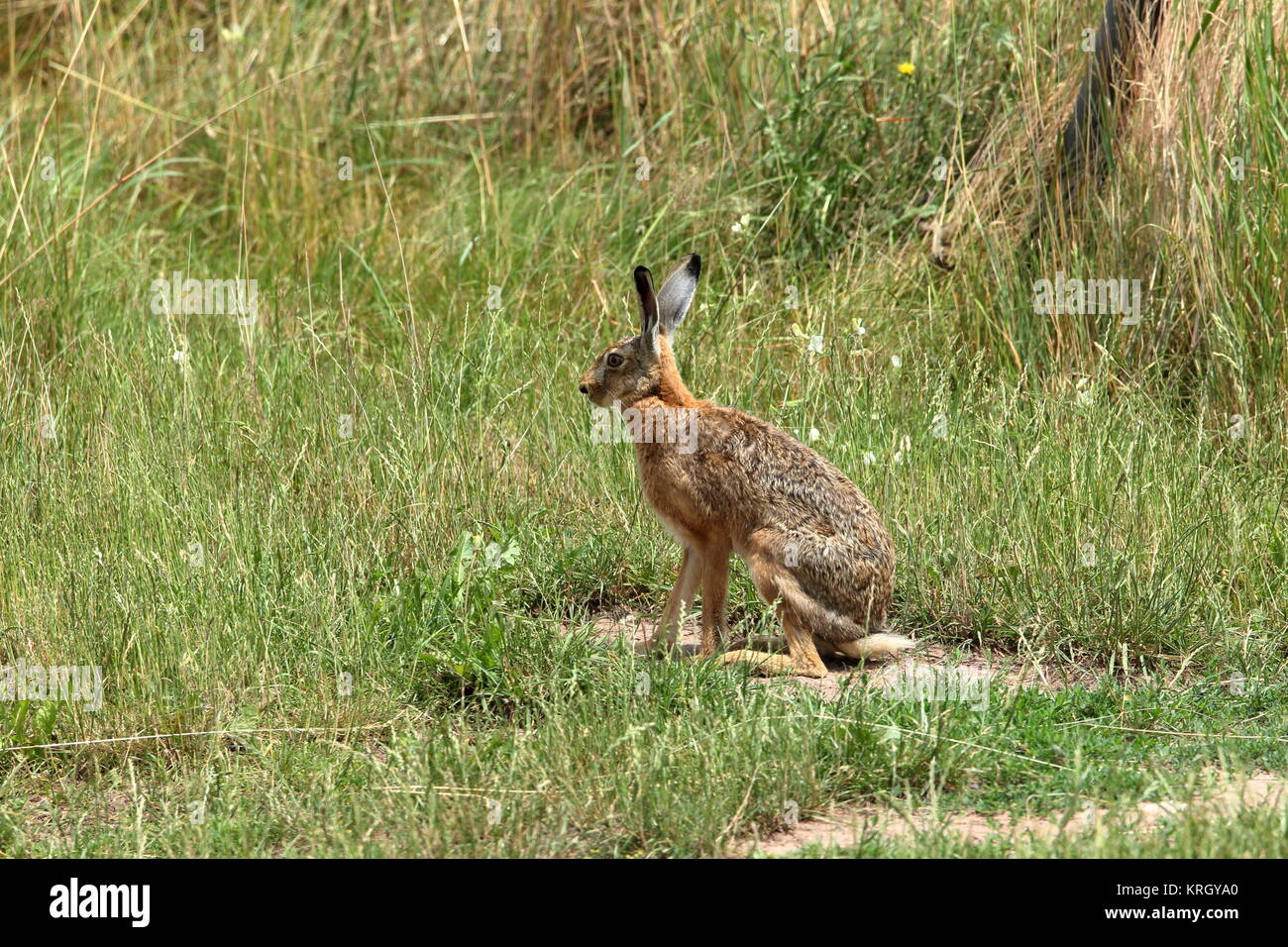 Lepre in erba Foto Stock