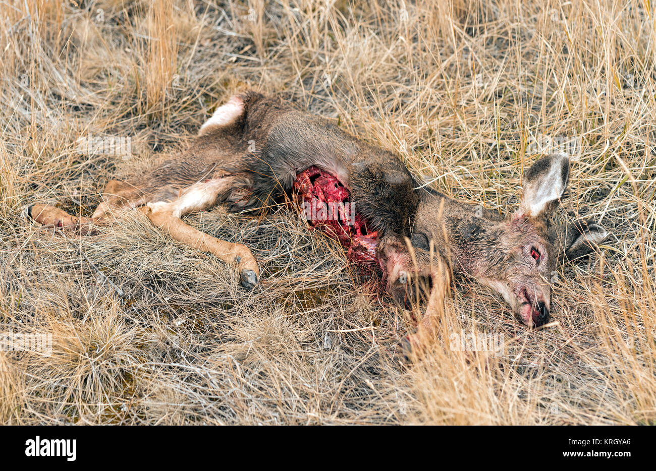 A nord ovest di White Tailed Deer (Odocoileus virginianus) cade in preda al coyote nel deserto in Cariboo distretto regionale, British Columbia, Canada Foto Stock