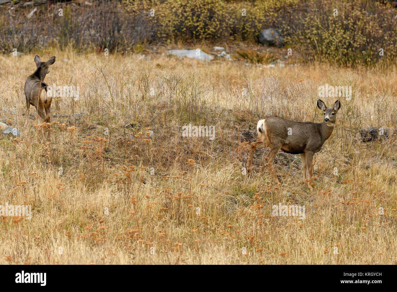 A nord ovest di White Tailed Deer (Odocoileus virginianus) nel deserto in Cariboo distretto regionale, British Columbia, Canada Foto Stock