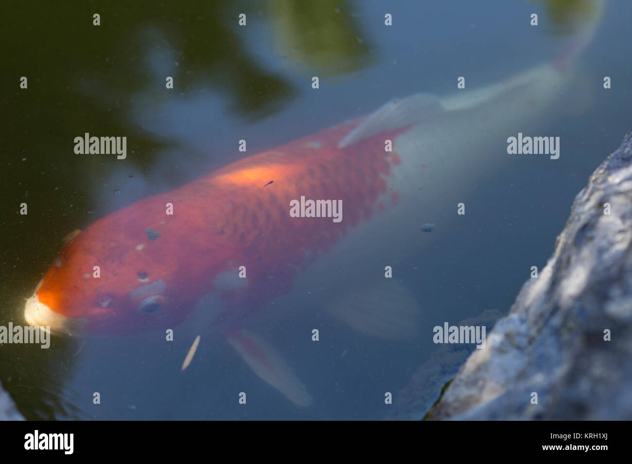 Giapponese di pesci Koi in un stagno giardino. Foto Stock