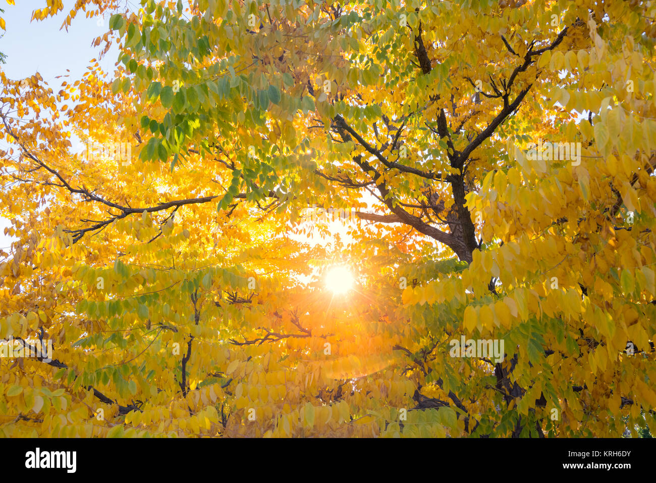 Colorato Foglie di autunno Foto Stock