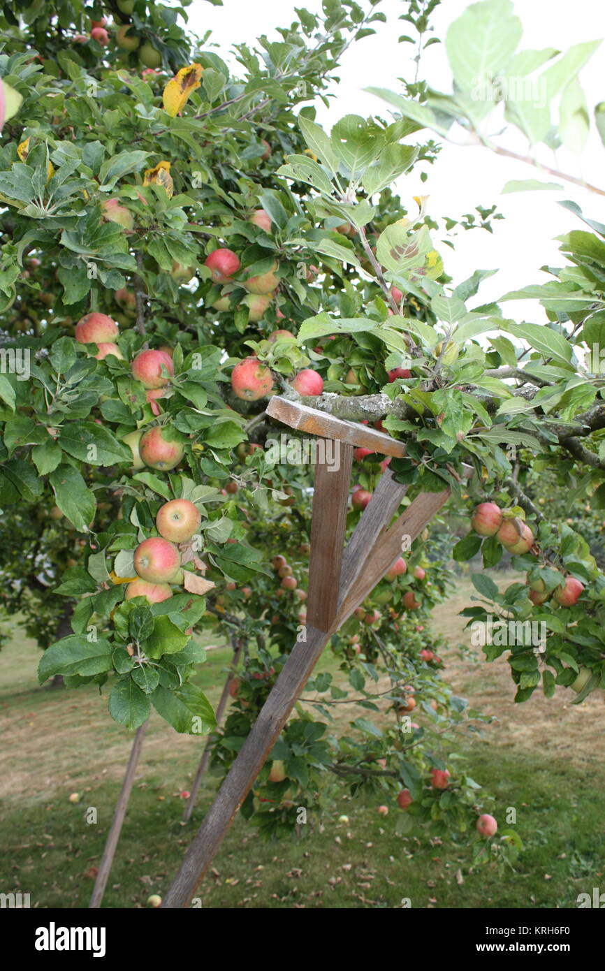 alcmene dell'albero della mela con le mele mature molto e la prop di legno Foto Stock