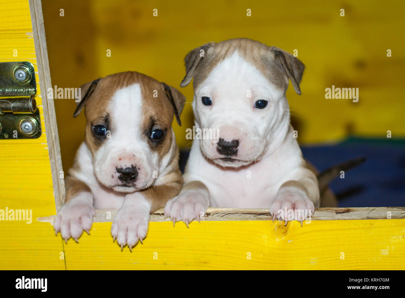 Cuccioli di tipo Bulldog in una scatola gialla Foto Stock