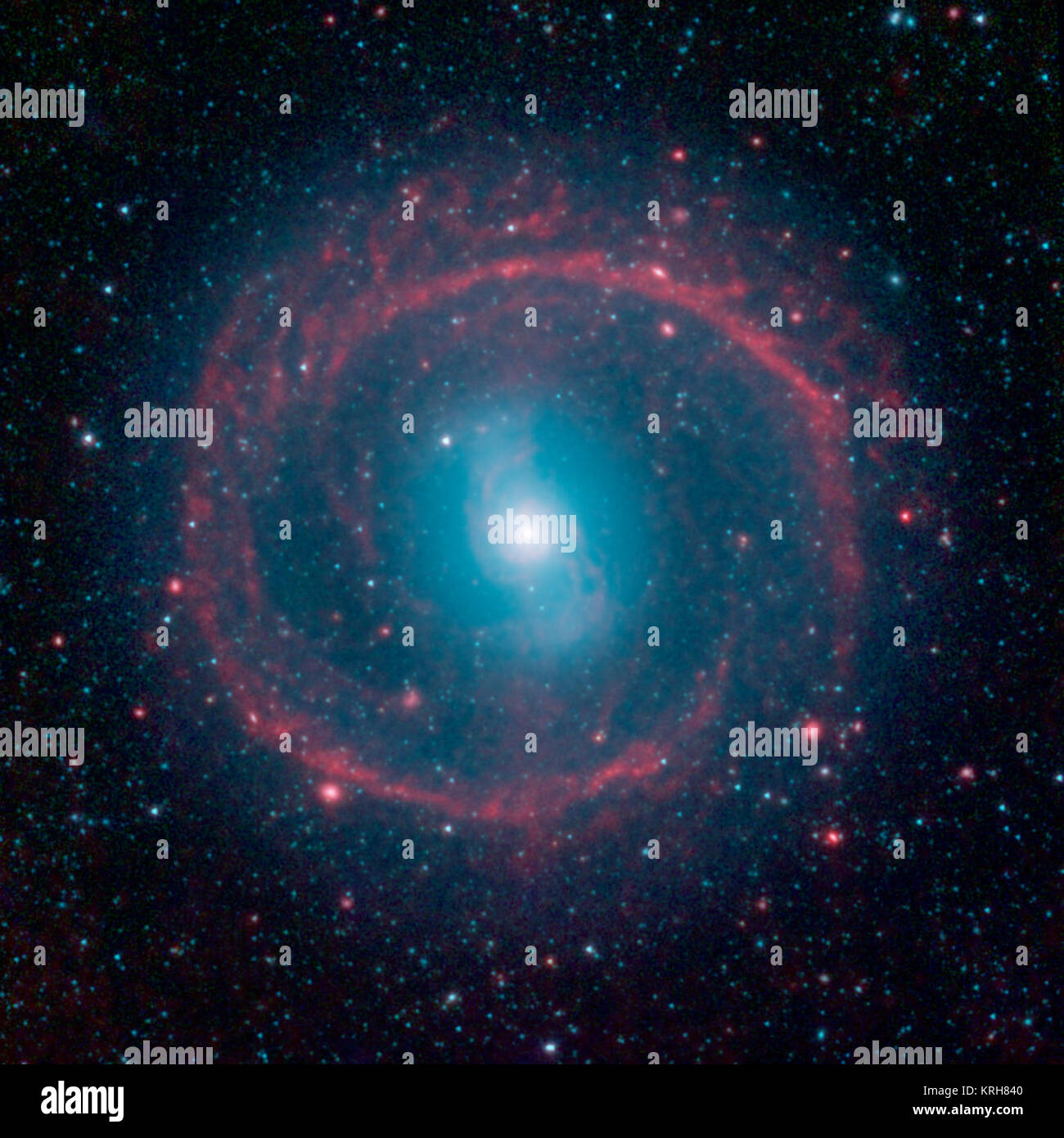 Una nuova immagine dalla NASA il telescopio spaziale Spitzer, prese la luce a infrarossi, mostra il punto in cui l'azione si svolge nella galassia NGC 1291. L'anello esterno di colore rosso in questa vista, è riempito di nuovo le stelle che sono l'accensione e il riscaldamento della polvere che si illumina con la luce a infrarossi. Le stelle nella zona centrale di produrre più corta lunghezza d'onda di luce a infrarossi rispetto a quella che si osserva nel ring e sono di colore blu. Questa zona centrale è il luogo in cui i vecchi stelle live, dopo aver a lungo fa catturati disponibile la fornitura di gas, o di combustibile per la produzione di nuove stelle. La galassia è di circa 12 miliardi di anni e si trova a 33 milioni di anni luce Foto Stock