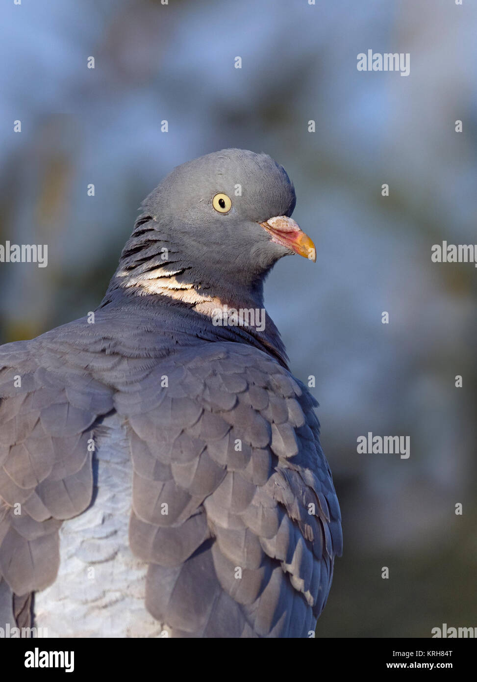 Colombaccio Columba palumbus ritratto inverno Foto Stock