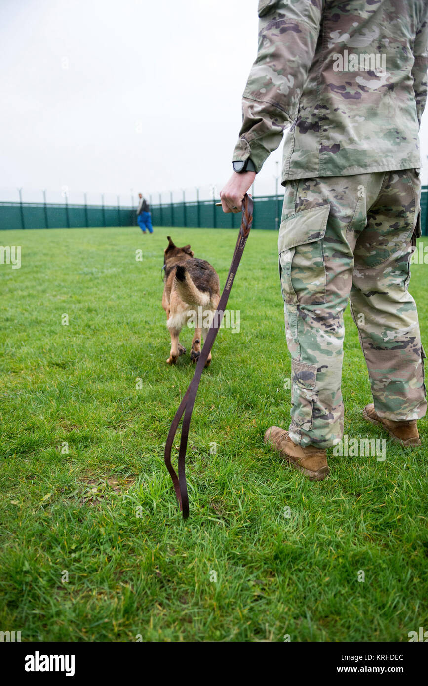 Stati Uniti Il personale dell'esercito Sgt. Joseph Snodgrass, sottufficiale per la centesima militari di cane da lavoro distacco, scatena U.S. Esercito militare cane da lavoro Arabella, a nove anni, Malinois come Stati Uniti Soldati, assegnato all'Provost Marshall ufficio presso U.S. Army Garrison Benelux, eseguire lavoro militari cane (MWD) familiarizzazione della formazione, su Wingene Air Base, Belgio, 7 dicembre, 2017. (U.S. Esercito Foto Stock