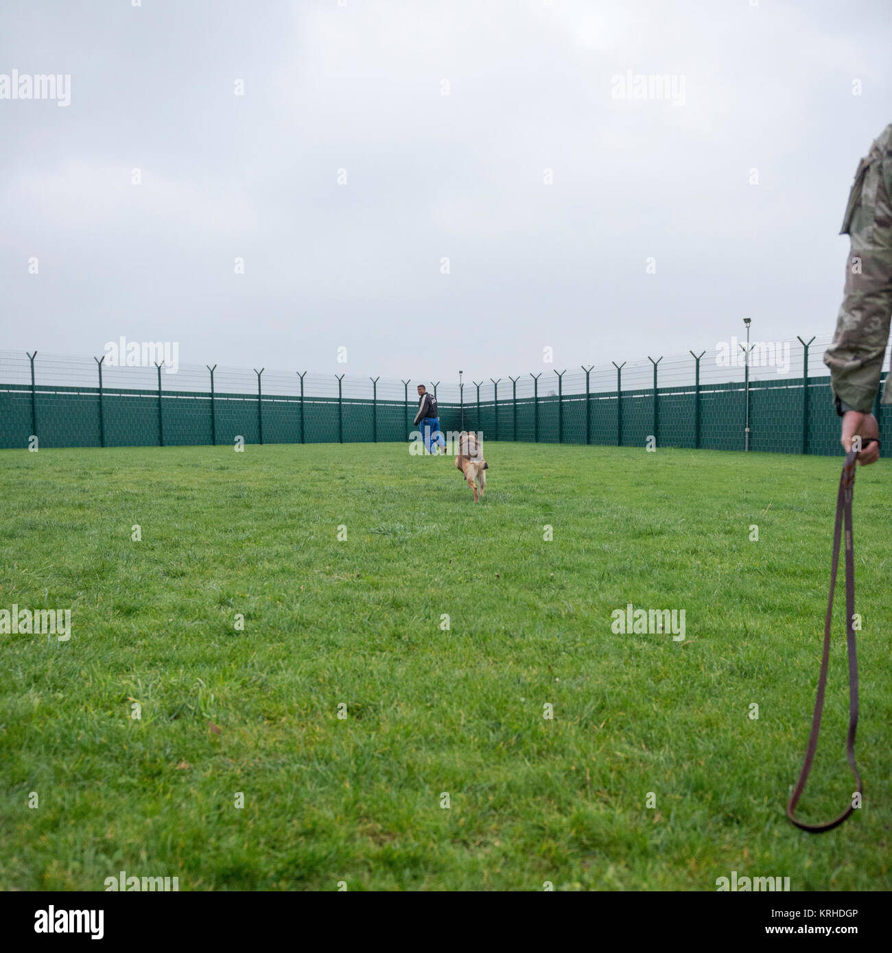 Stati Uniti Esercito militare cane da lavoro Arabella, a nove-anno-vecchio Malinois assegnato al centesimo militari di cane da lavoro (MWD) Distacco, giunchi per la cattura di U.S. Army Spc. Manuel Northy, assegnato all'Provost Marshall ufficio presso U.S. Army Garrison Benelux, durante il processo di familiarizzazione MWD formazione, su Wingene Air Base, Belgio, 7 dicembre, 2017. I soldati hanno imparato a lavorare con MWDs e i loro gestori a ricevere l'applicazione della legge di certificazione. (U.S. Esercito Foto Stock