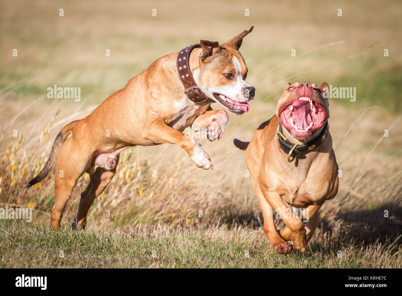 Bulldog & Working Pit Bulldog che corre e gioca in una soleggiata giornata estiva Foto Stock