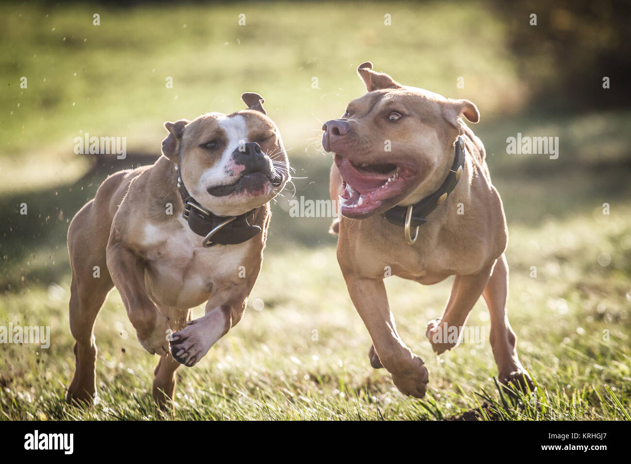 Bulldog & Working Pit Bulldog che corre e gioca in una soleggiata giornata estiva Foto Stock