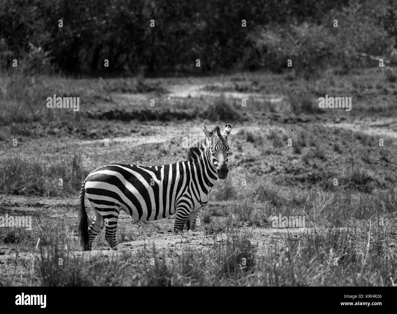 Burchells zebra o pianure zebra (Equus burchellii) in piedi nella savana, Masai Mara, Kenya, Africa orientale Foto Stock
