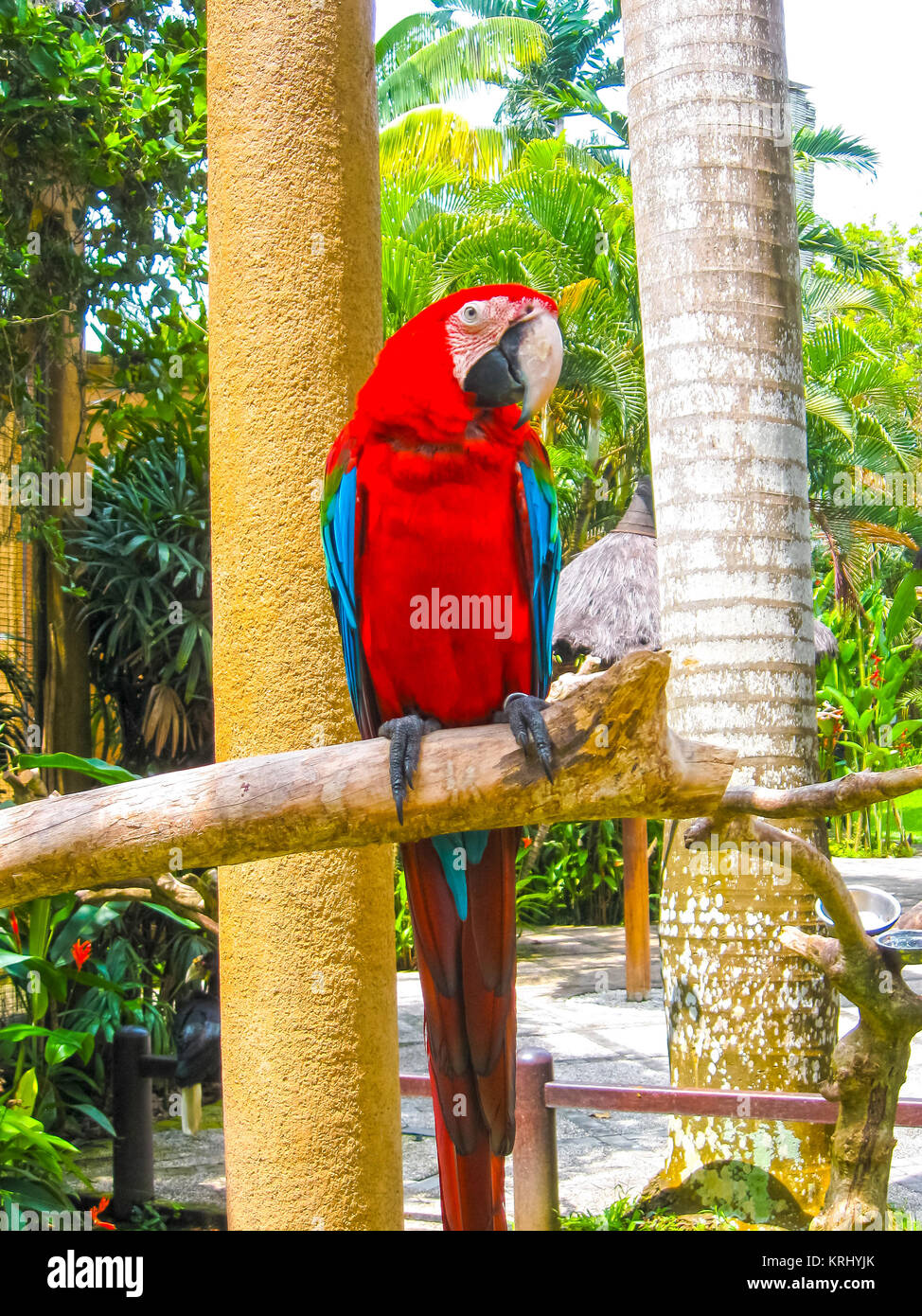 Pappagallo colorato macaws seduti sul pesce persico Foto Stock