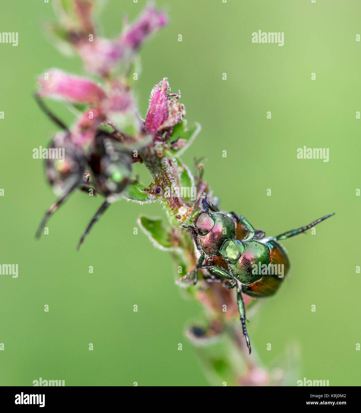 Dogbane Leef coleotteri coniugata Foto Stock