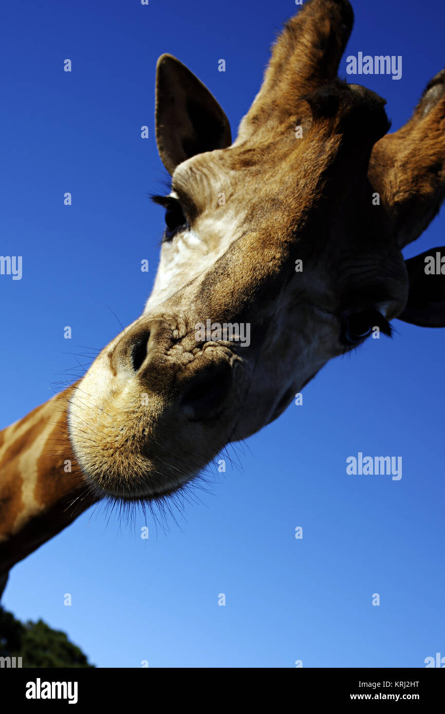 Giraffa Rothschild (Giraffa camelopardalis rothschildi) ritratto su un gradiente di sfondo blu Foto Stock
