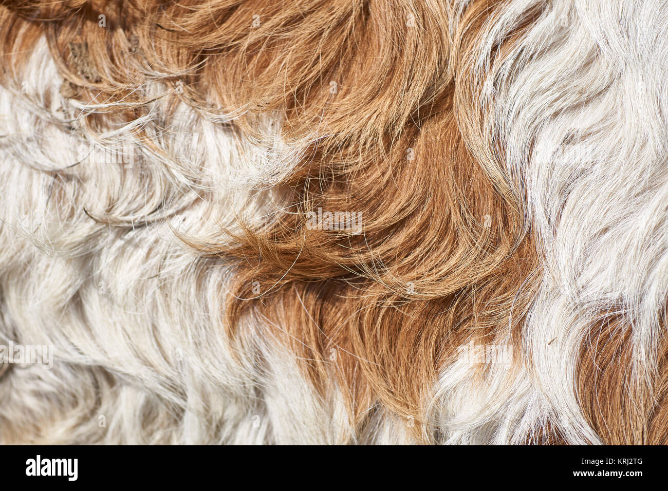 Primo piano della soffice pelliccia di vacca - Svizzera Foto Stock