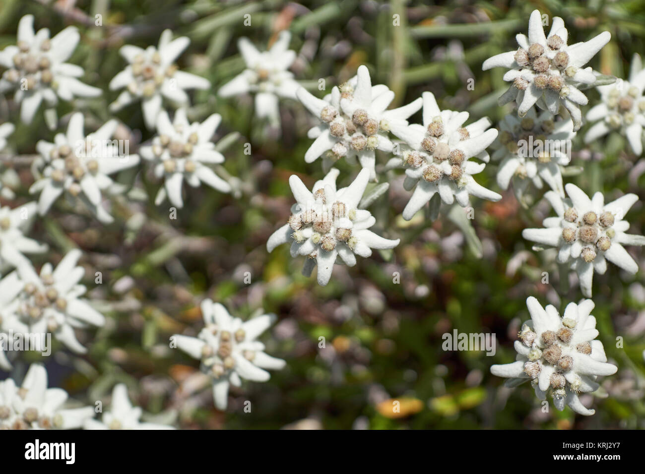Edelweiss fiori - fiori alpini nelle alpi svizzere Foto Stock