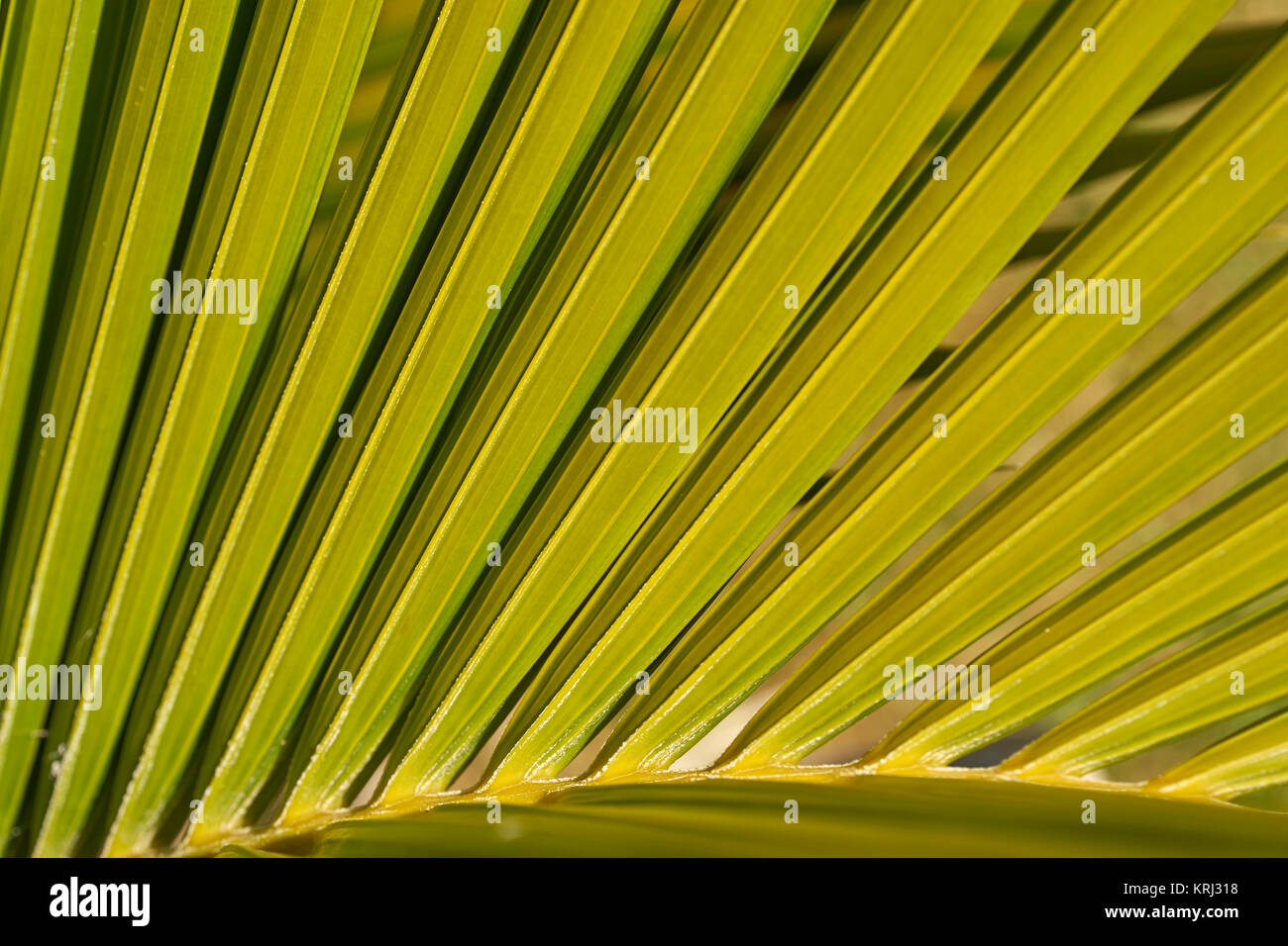 Primo piano di un esotico di foglie di palma nella luce del sole Foto Stock