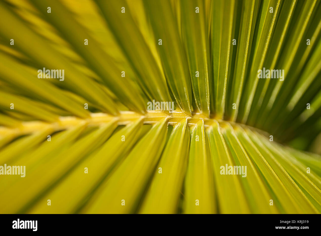 Primo piano di un esotico sfocato di foglie di palma Foto Stock