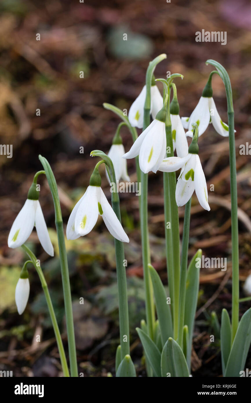 Giallo contrassegnato petali pf inusuale, tardo autunno a inizio fioritura invernale snowdrop gigante, Galanthus elwesii var. monostictus 'SmaragdSplitter' Foto Stock