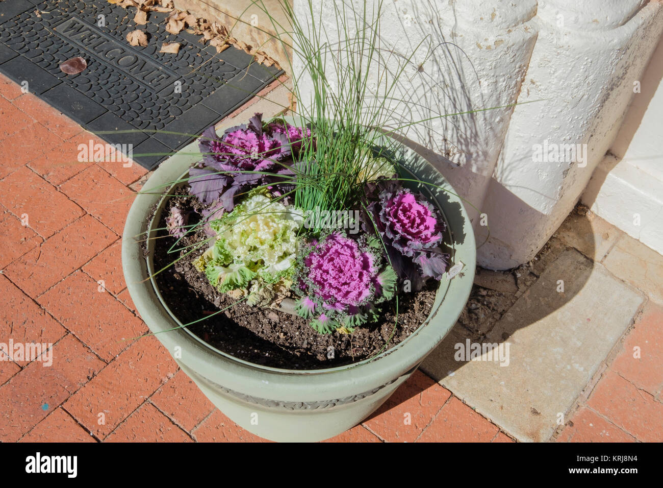 Un vaso di fiori con tempo freddo fioritura decorativa, cavolo Brassica oleracea, in bianco e rosso. Guthrie, Oklahoma, Stati Uniti d'America Foto Stock