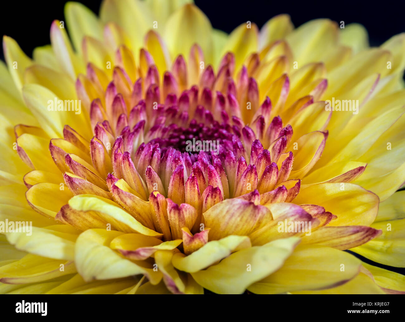 Macro di giallo e viola crisantemo. Foto Stock