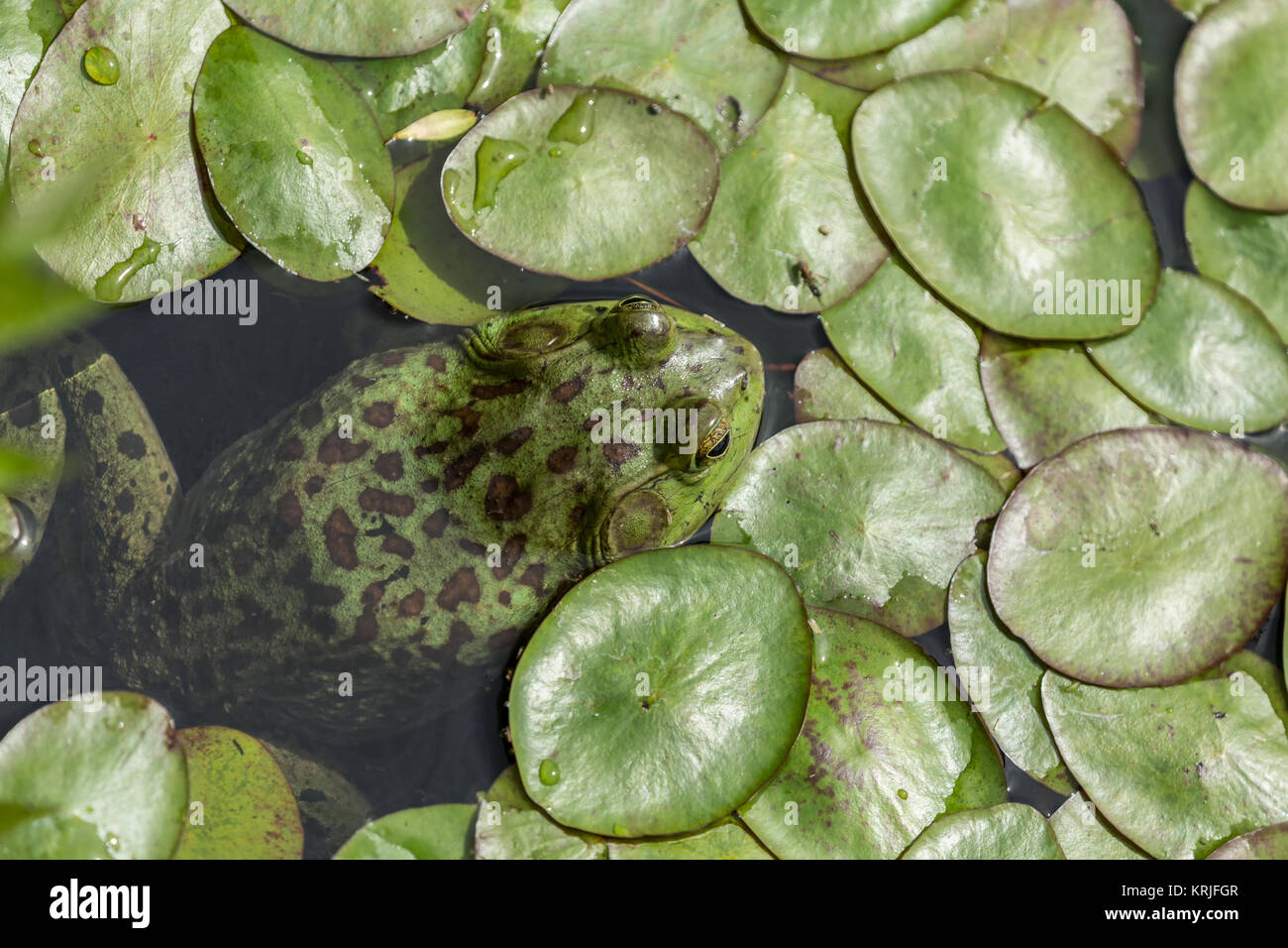 Bullfrog in appoggio sulla superficie di uno stagno poco profondo, in attesa di qualcosa da mangiare in Nisqually National Wildlife Refuge, Nisqually, Washington, Stati Uniti d'America Foto Stock