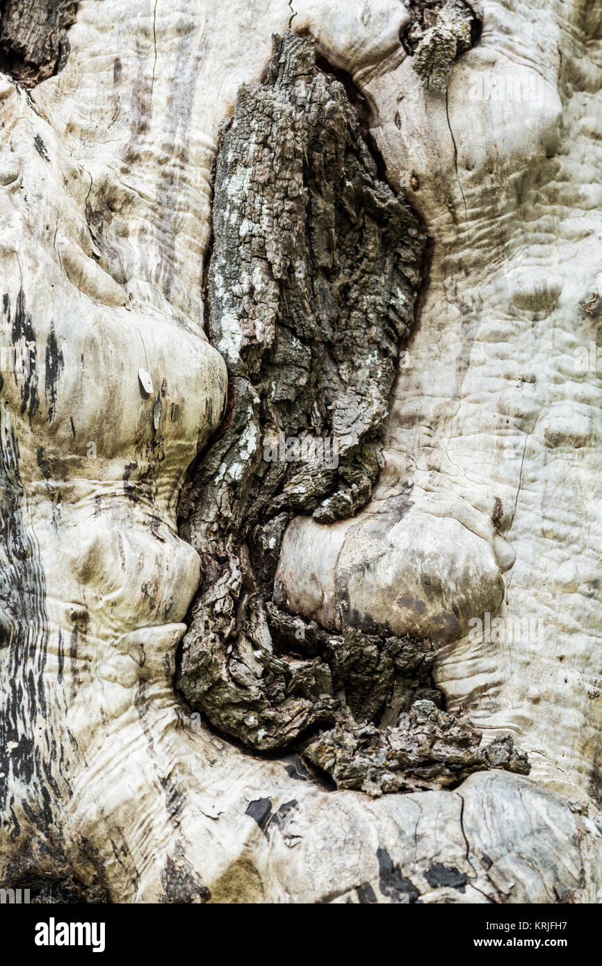 La progettazione grafica di un albero senza corteccia, in Nisqually National Wildlife Refuge, Nisqually, Washington, Stati Uniti d'America Foto Stock