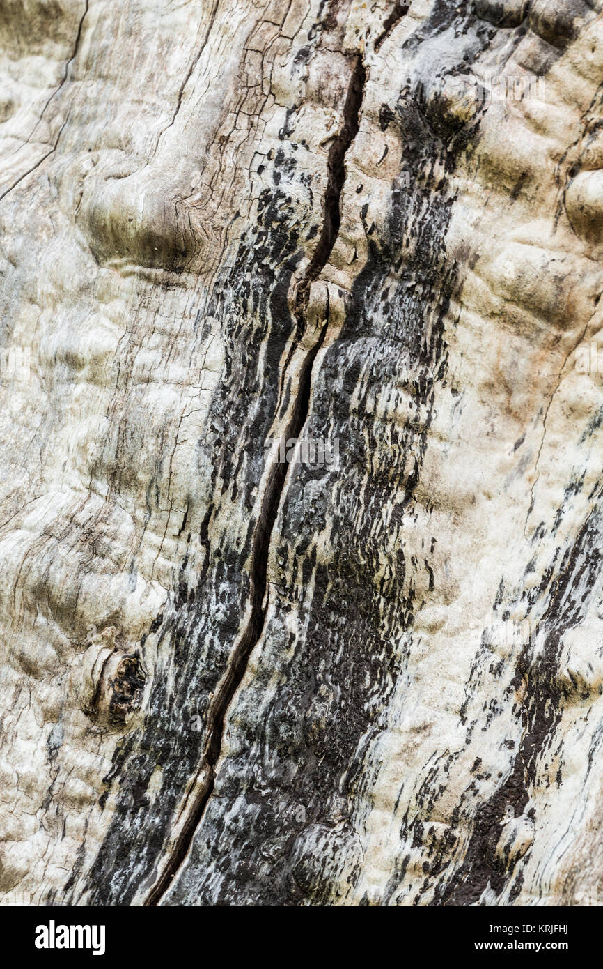 La progettazione grafica di un albero senza corteccia, in Nisqually National Wildlife Refuge, Nisqually, Washington, Stati Uniti d'America Foto Stock