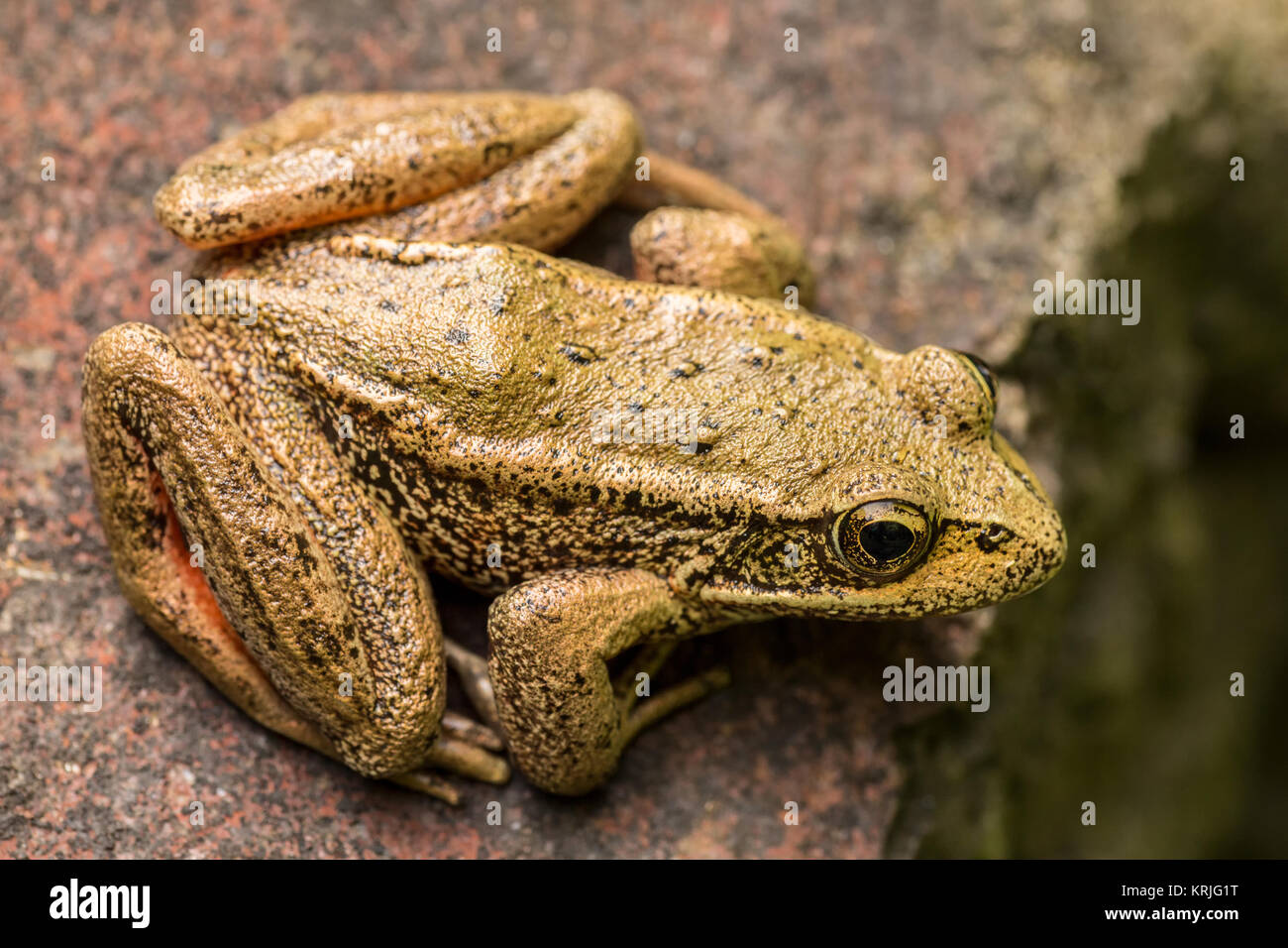 Adulto Rana Red-Legged (Rana aurora) appoggiato su di una roccia in uno stagno in Issaquah, Washington, Stati Uniti d'America. Gli adulti hanno gli occhi di oro che guarda ai lati. Il unde Foto Stock