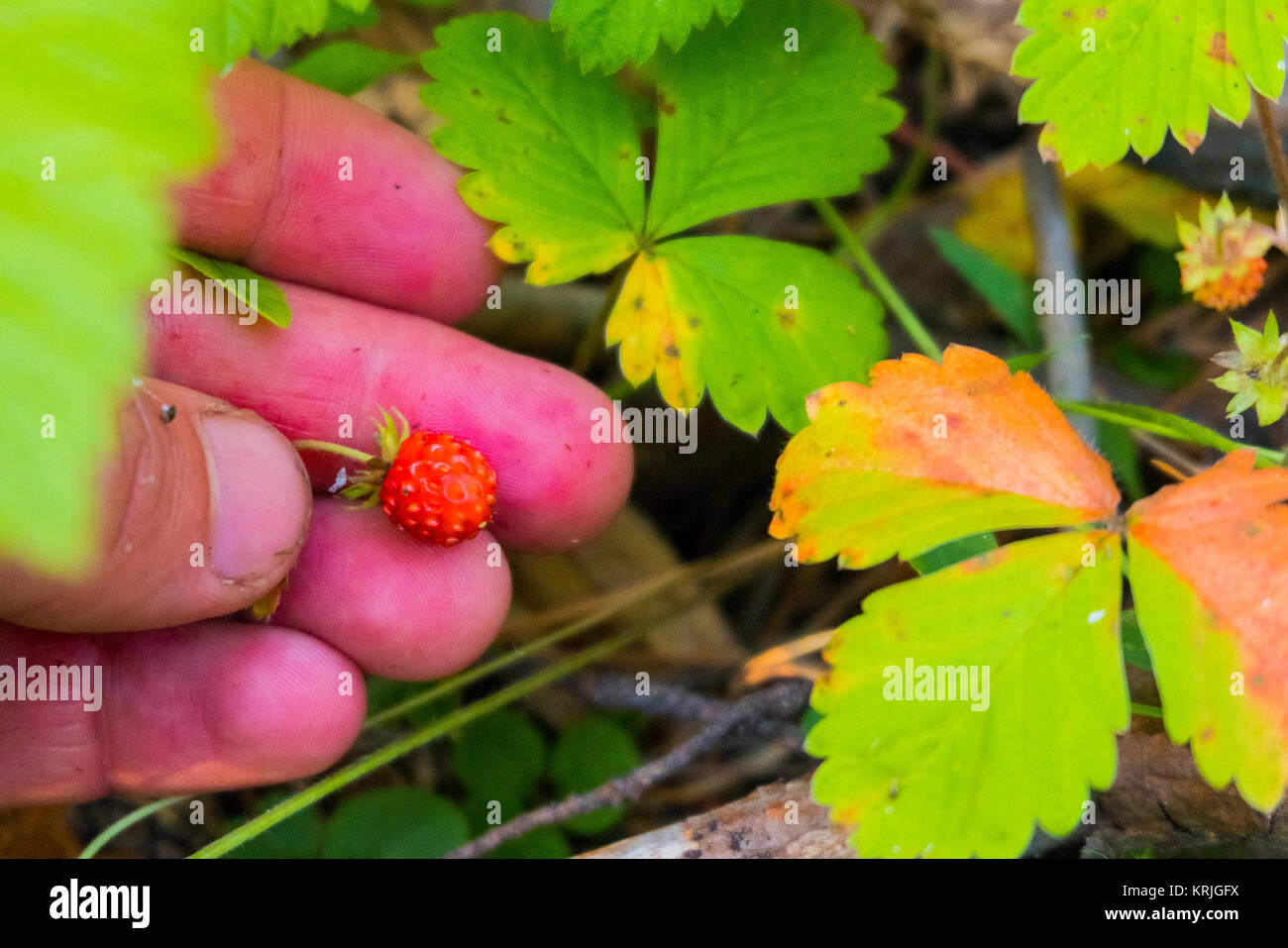 Tenendo la mano minuscola fragola rossa Foto Stock