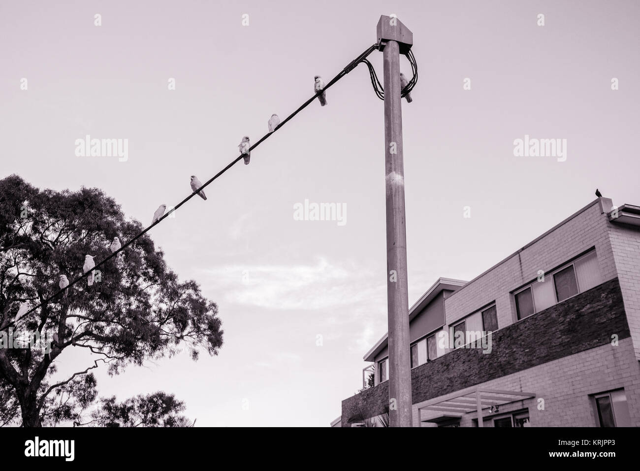 Gli uccelli su un filo contro il cielo. Foto in bianco e nero sullo sfondo di sagome di uccelli tropicali su una linea telefonica sopra strada suburbana con struttura ad albero Foto Stock