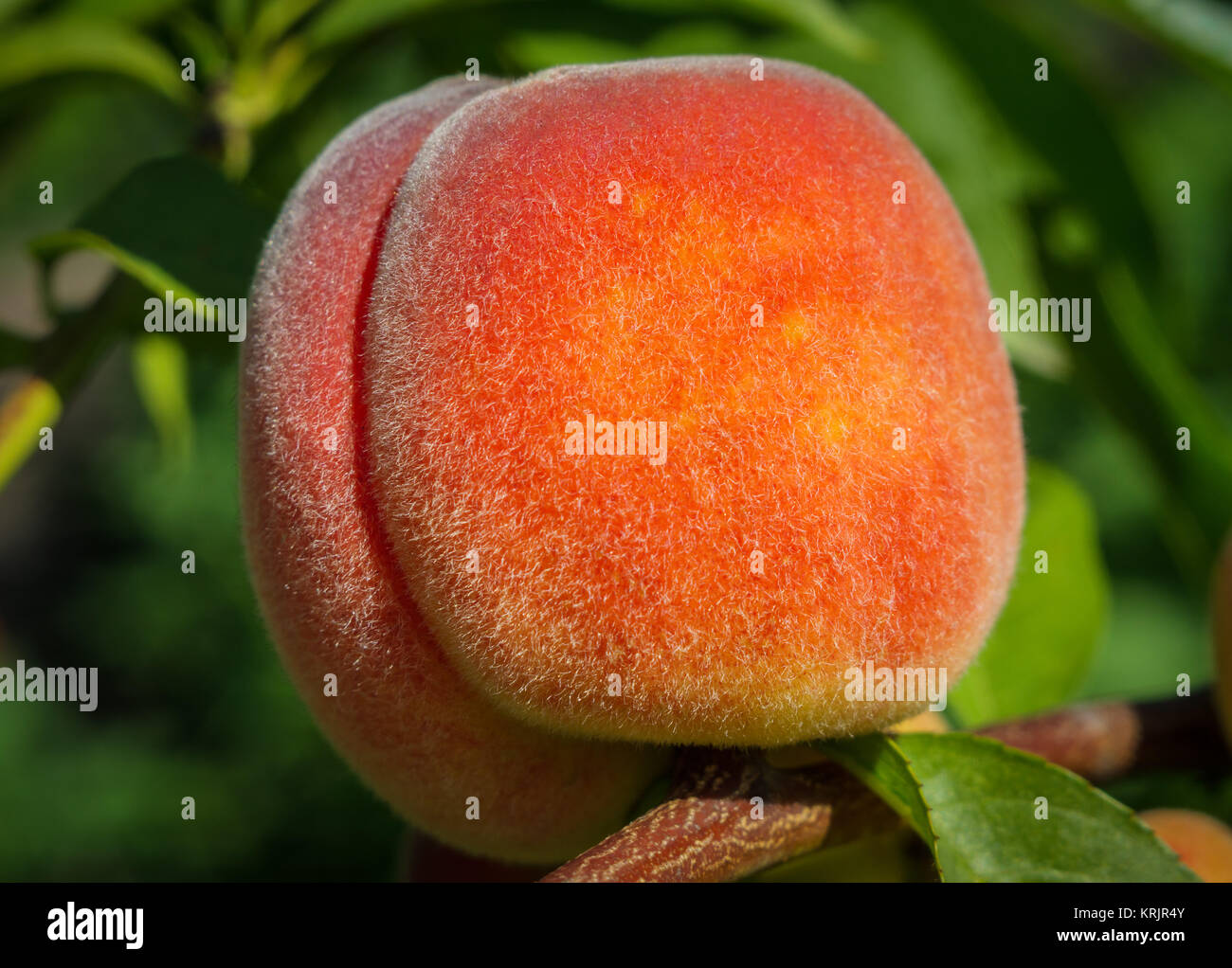 Close up peach Foto Stock