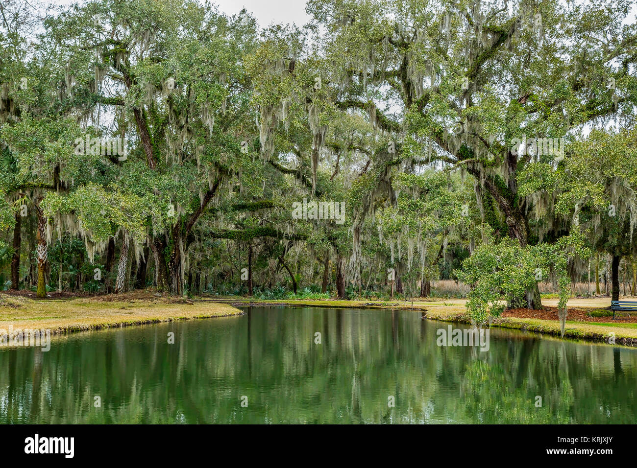 Southern live oak alberi che circondano un laghetto interno Drayton Hall's Gardens, Charleston, Carolina del Sud Foto Stock